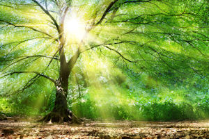 Green & Organic